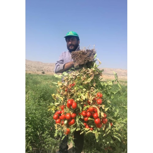 Ziynet f1 Hibrit Sanayi tipi salçalık kurutmalık domates tohumu 2500 Adet
